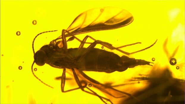 BVM-4000-3D Insect in Amber