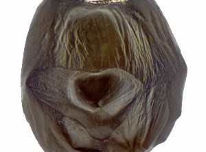 Hosletoppen micrometeorite by Jon Larsen and Jan Braly Kihle