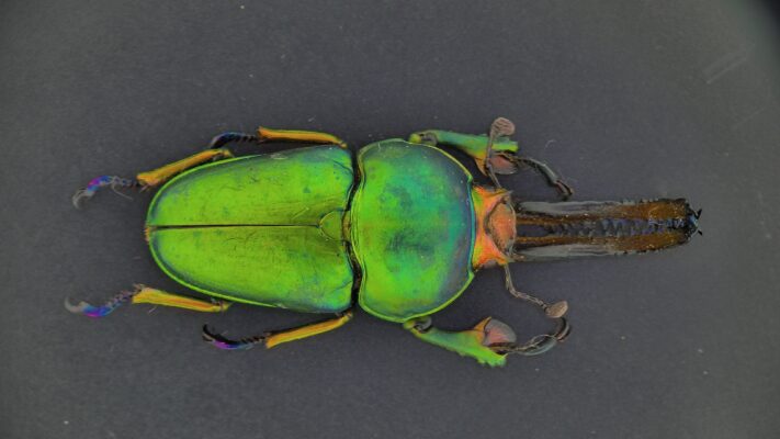 PRO-18 AF 4K - Beetle 2 (Sunflower illuminator)