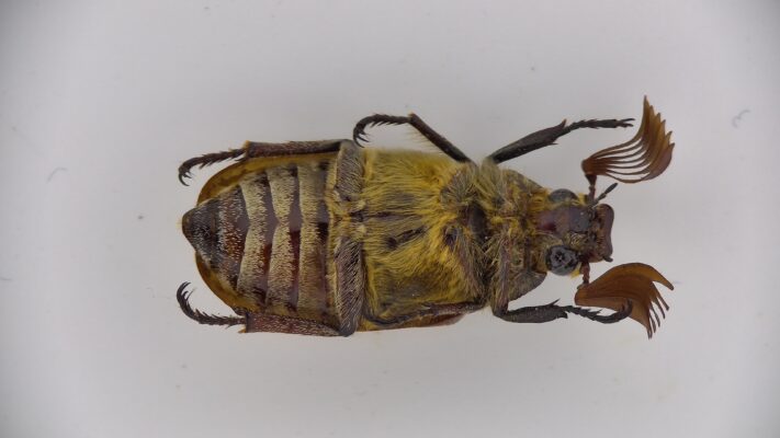 PRO-18 AF 4K - Beetle 3