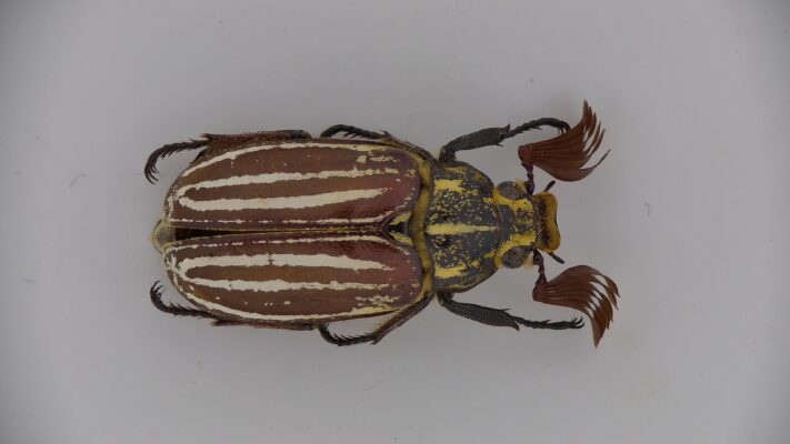 PRO-18 AF 4K - Beetle 4