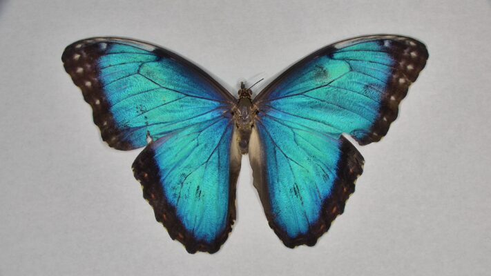 PRO-18 AF 4K - Butterfly