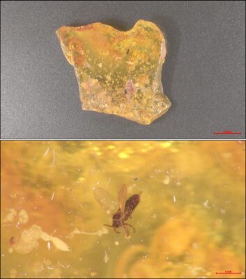 PRO-20 AF - Insect in Amber