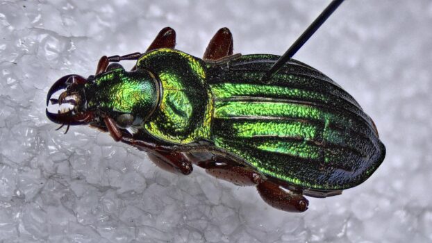 PRO-7 3D 4K Beetle - 3D View