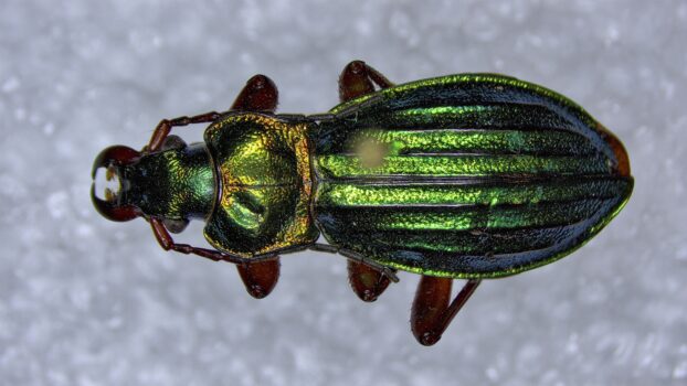 PRO-7 3D 4K Beetle