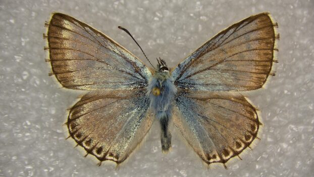 PRO-7 3D 4K Butterfly (EDF)