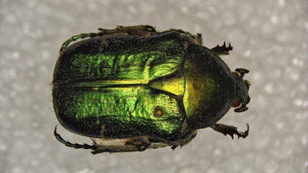 PRO-7 3D 4K Green Beetle (EDF)