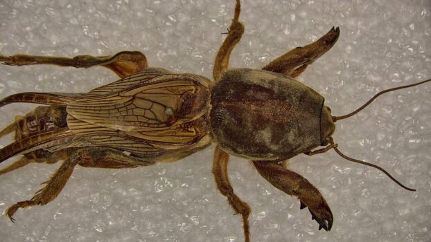 PRO-7 3D 4K Mole Cricket (EDF)