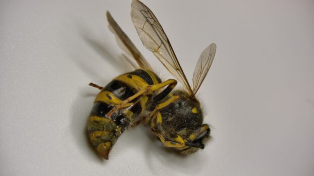 PRO-7 3D 4K Wasp - 3D View