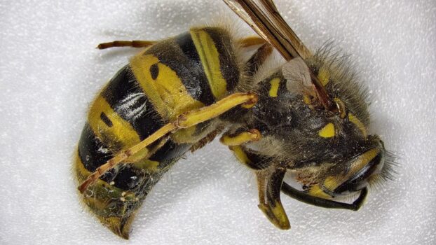 PRO-7 3D 4K Wasp (EDF)
