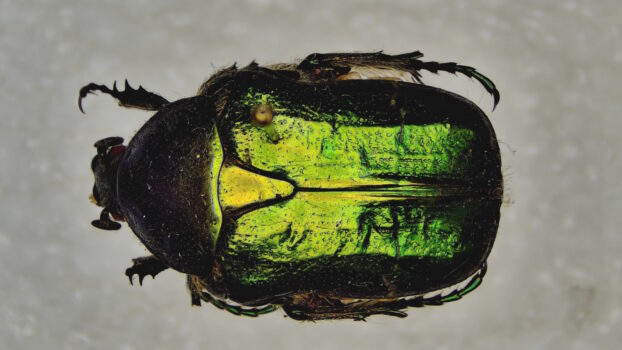 PRO-7 3D 5M Beetle