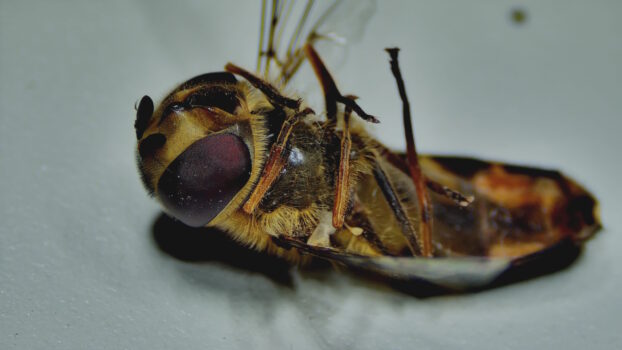 PRO-7 3D 5M Flower Fly - 3D View
