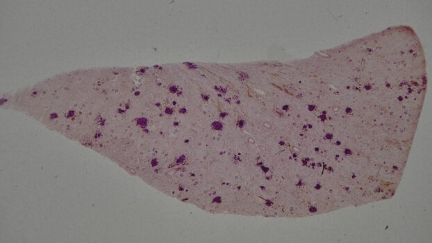 PRO-7 3D 5M Histology Slide