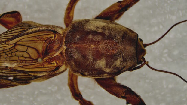 PRO-7 3D 5M Mole Cricket