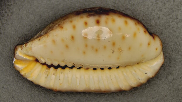 PRO-7 3D 5M Shell