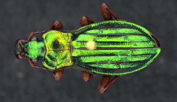 PROMICAM HDMI 16 tiger beetle (Deep Focus)