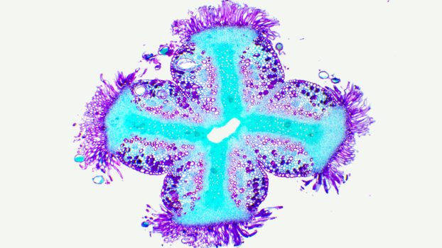 PROMICAM HDMI 22 - cotton stigma cross section