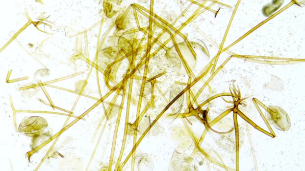 PROMICAM HDMI 22 - rhizopus w.m