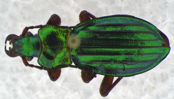 PROMICAM HDMI 22 - tiger beetle