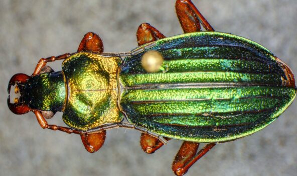 PROMICAM PRO 3-16CP - tiger beetle (Deep Focus + HDR)