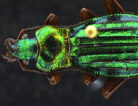 PROMICAM PRO L5 - tiger beetle (Deep Focus)