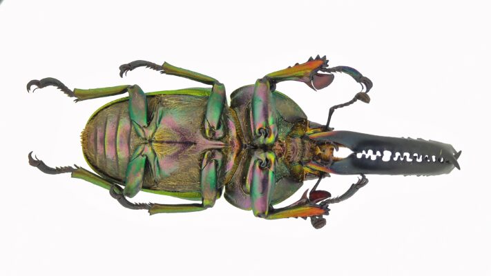 PRO-18 AF 4K - Beetle 1