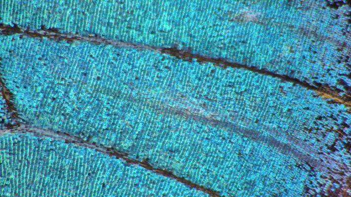 PRO-18 AF 4K - Butterfly detail 1