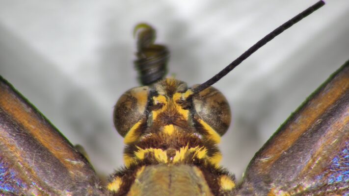 PRO-18 AF 4K - Butterfly detail 2